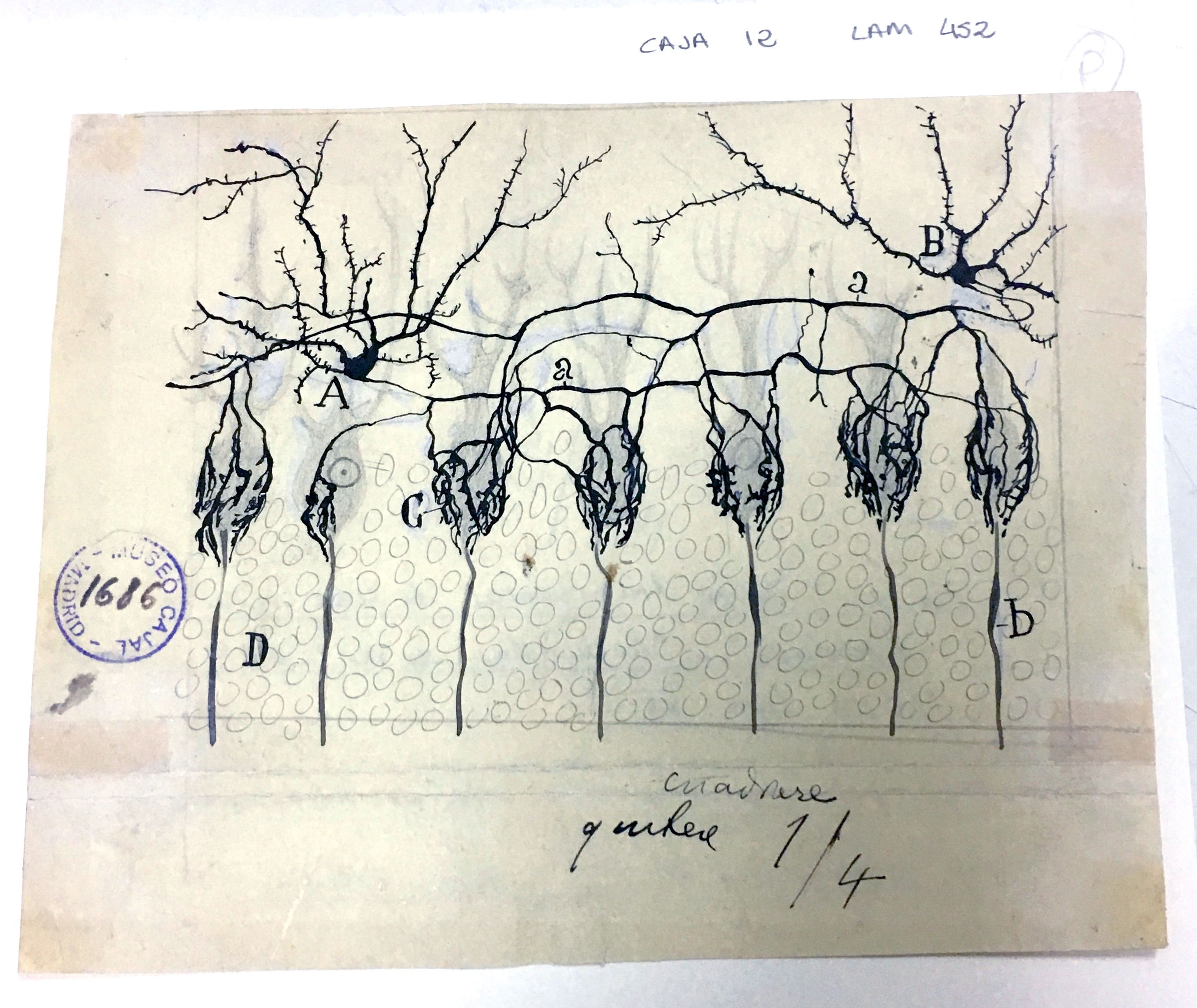 Santiago Ramón Y Cajal Exhibit - History - Office Of NIH History And ...